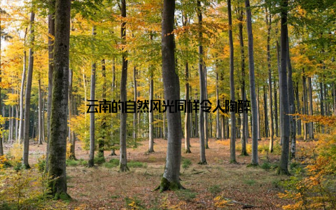 云南的自然风光同样令人陶醉